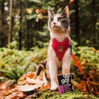 【任選】go! 182克 12件組 貓咪鮮食利樂餐包 (貓罐|主食罐)