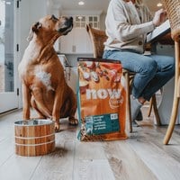 now 鮮肉大型成犬 無穀天然糧 (狗飼料|狗糧)