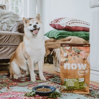 now 鮮肉小型成犬 無穀天然糧 (狗飼料|狗糧)