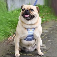 puppytie 胸背+牽繩組 海軍風 海軍藍 (防止暴衝|穿戴舒適)
