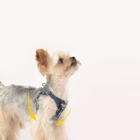 puppytie 胸背+牽繩組 牛仔三角標 水洗牛仔藍 (防止暴衝|穿戴方便)