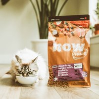 now 全口味300克天然糧 無穀貓糧 (貓飼料|貓糧)