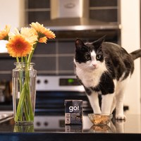 go! 無穀能量放牧羊182克 嫩絲系列 貓咪鮮食利樂包 (貓罐|主食罐)