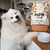 now 雞肉中型成犬 高湯天然糧 (乾濕兩吃|狗糧)