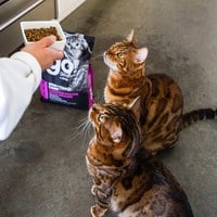 【即期】go! 雞肉蔬果 全貓 皮毛保健貓糧 (貓飼料|貓乾糧)