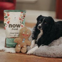 now 鮭魚小型成犬 高湯天然糧 (乾濕兩吃|狗糧)