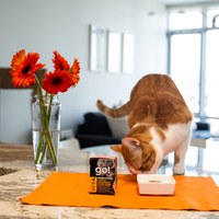 go! 無穀鴨肉 豐醬系列 貓咪鮮食利樂包 (貓罐|主食罐)