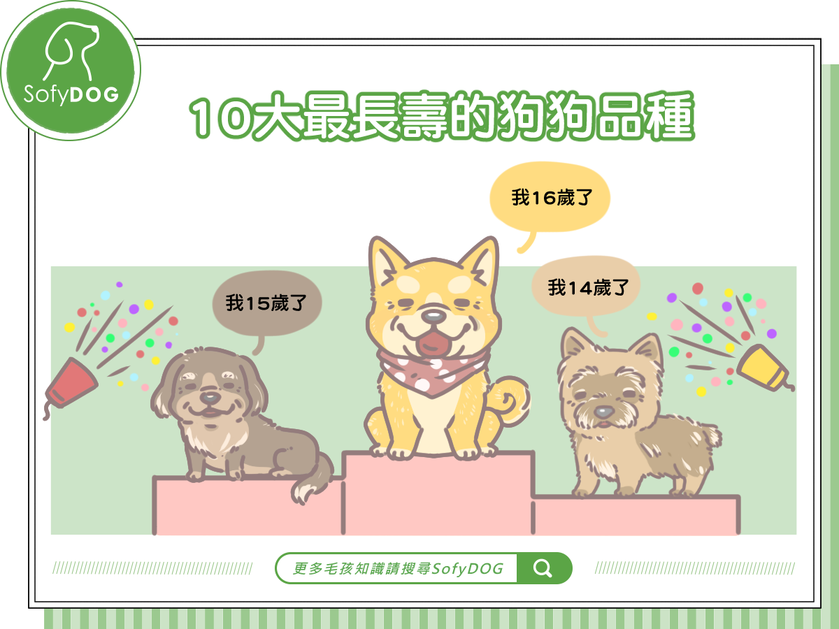 近年注重毛孩飲食健康的觀念抬頭，哪些狗狗品種是比較長壽的？