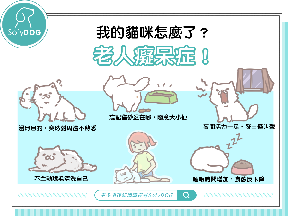 成 貓 睡眠 時間 (99) 사진