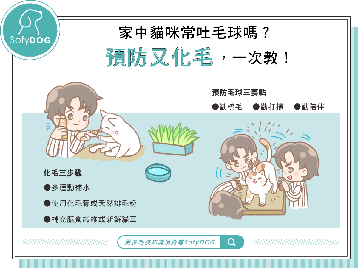 家中貓咪常吐毛球嗎？預防又化毛，一次教！