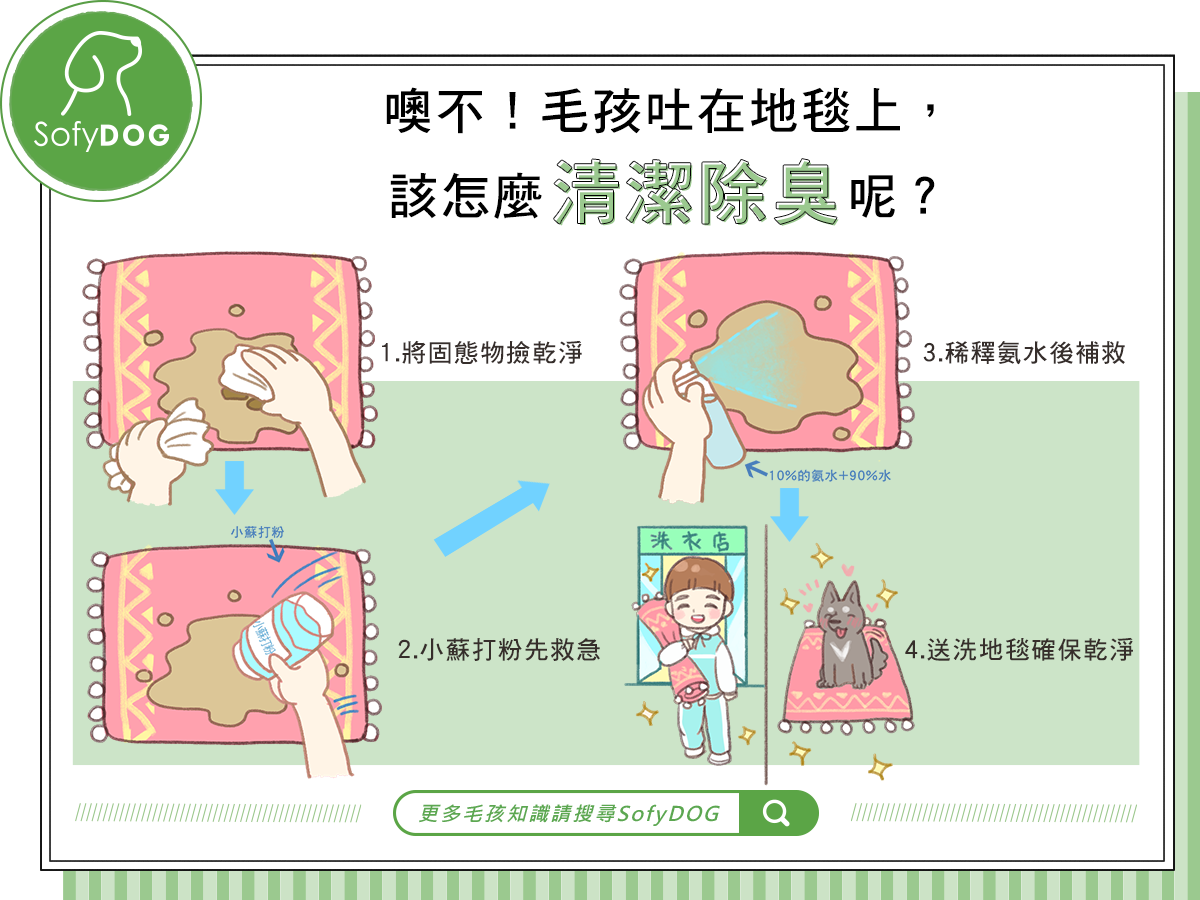 噢不！毛孩吐在地毯上，該怎麼清潔除臭呢？