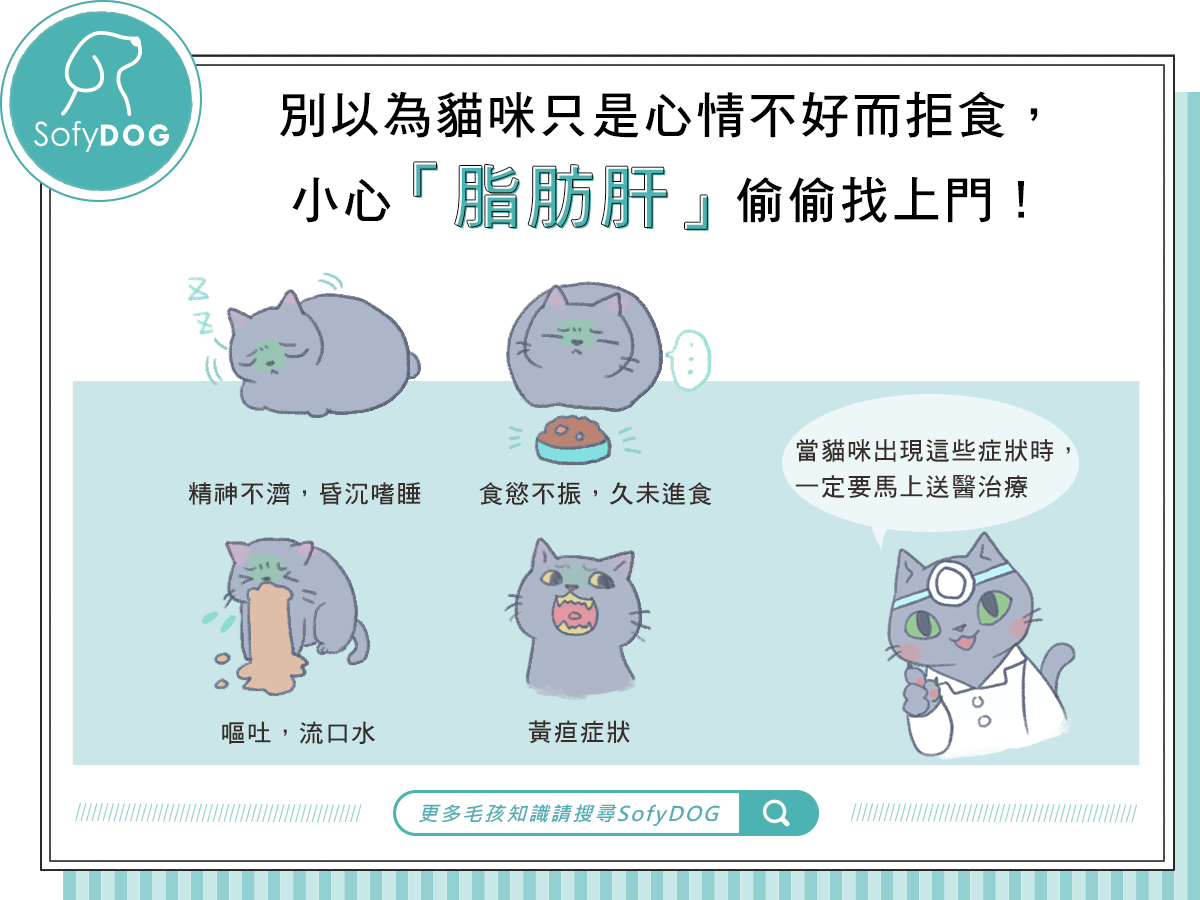 別以為貓咪只是心情不好而拒食，小心「脂肪肝」偷偷找上門！