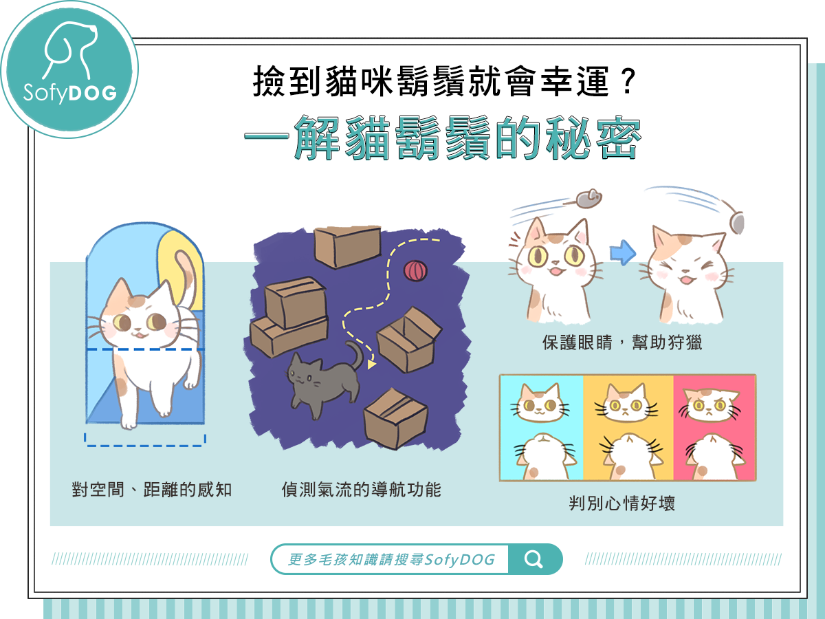 撿到貓咪鬍鬚就會幸運？一解貓鬍鬚的秘密