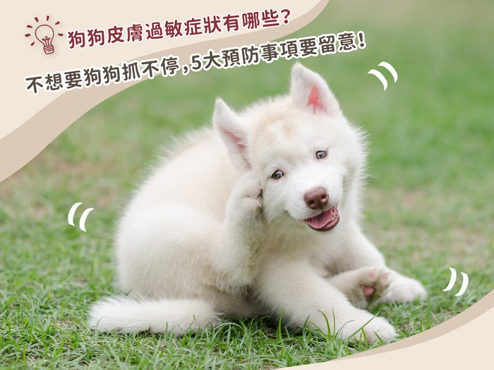 狗皮膚過敏症狀有哪些？不想要狗狗抓不停，5大預防事項要留意！