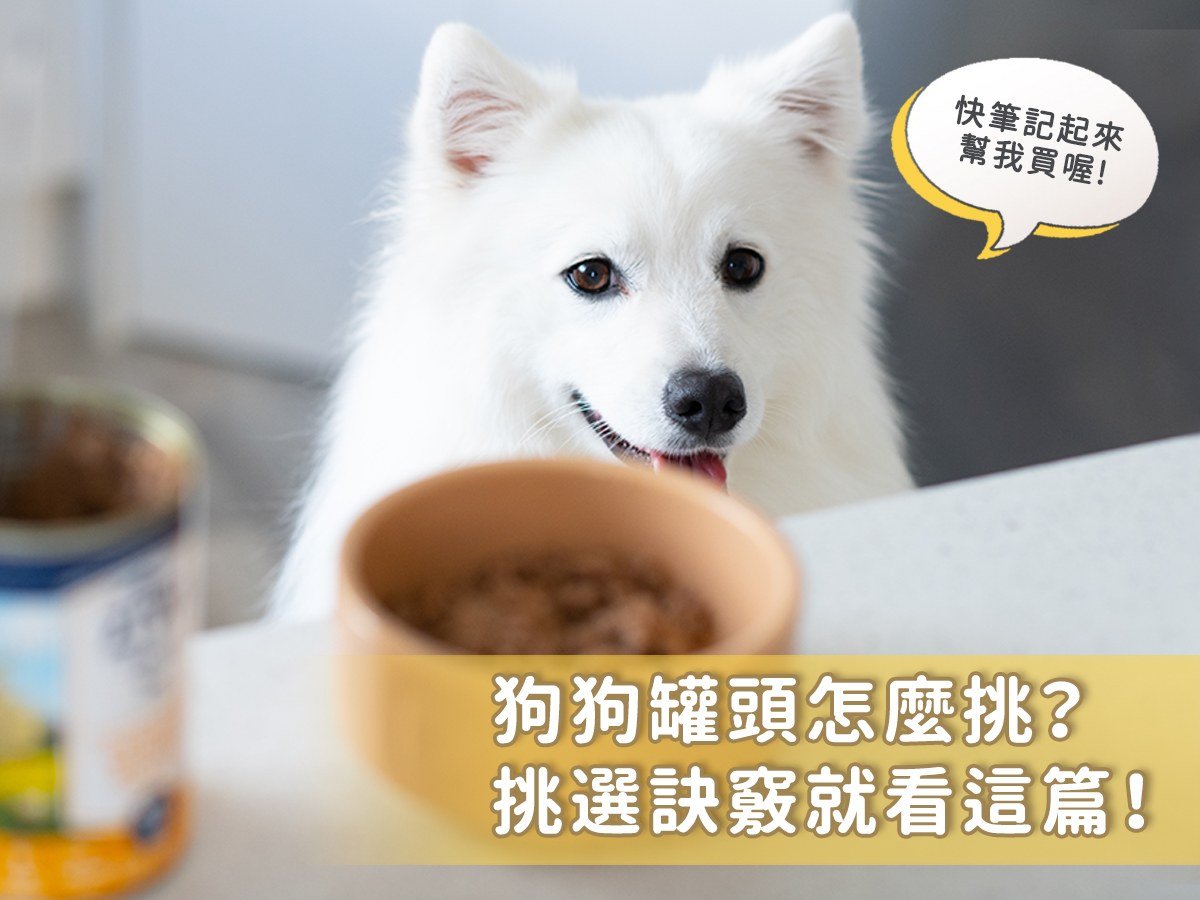 狗狗罐頭怎麼挑？挑選訣竅就看這篇！