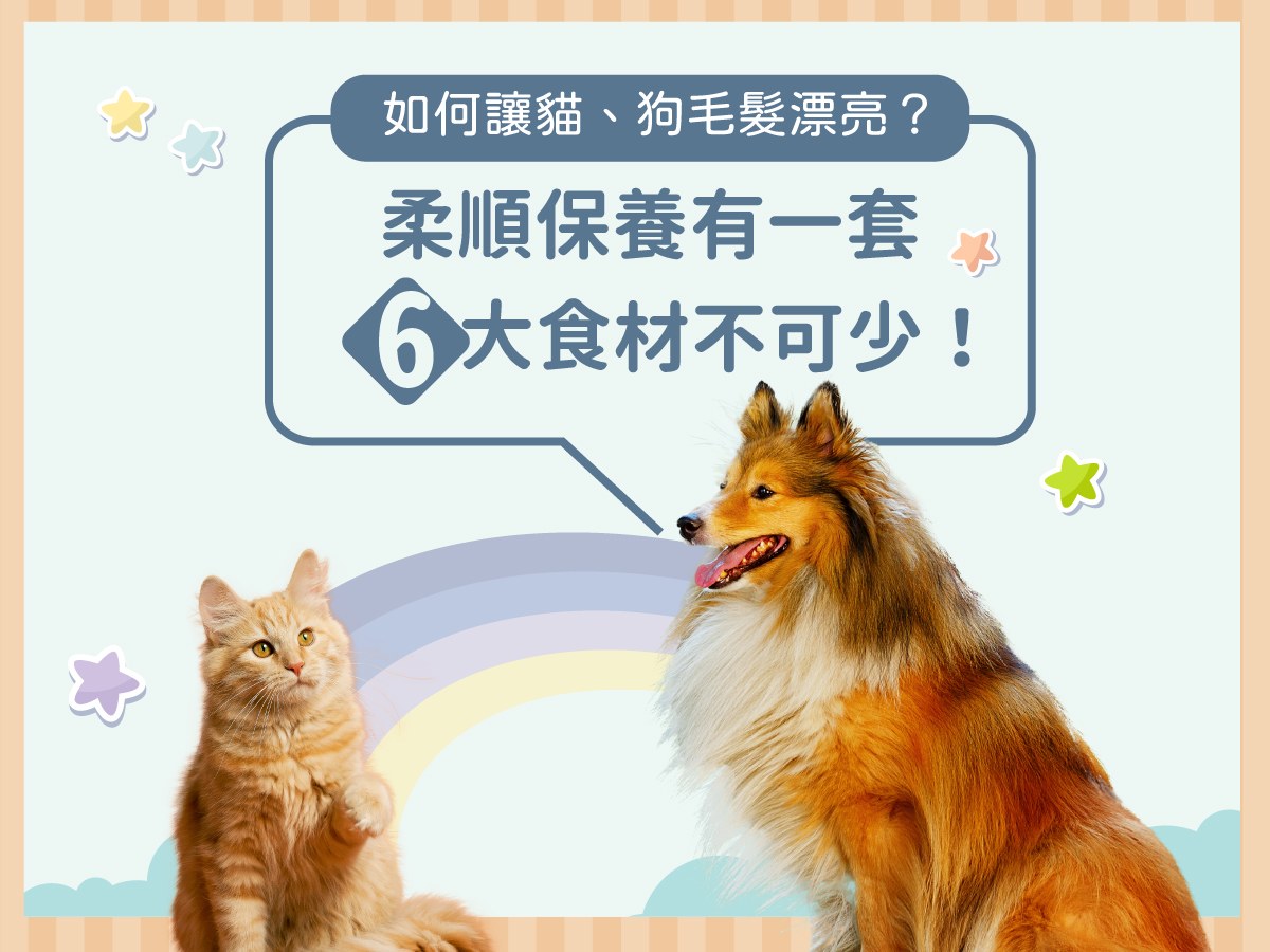 如何讓貓、狗毛髮漂亮？柔順保養有一套，6大食材不可少！