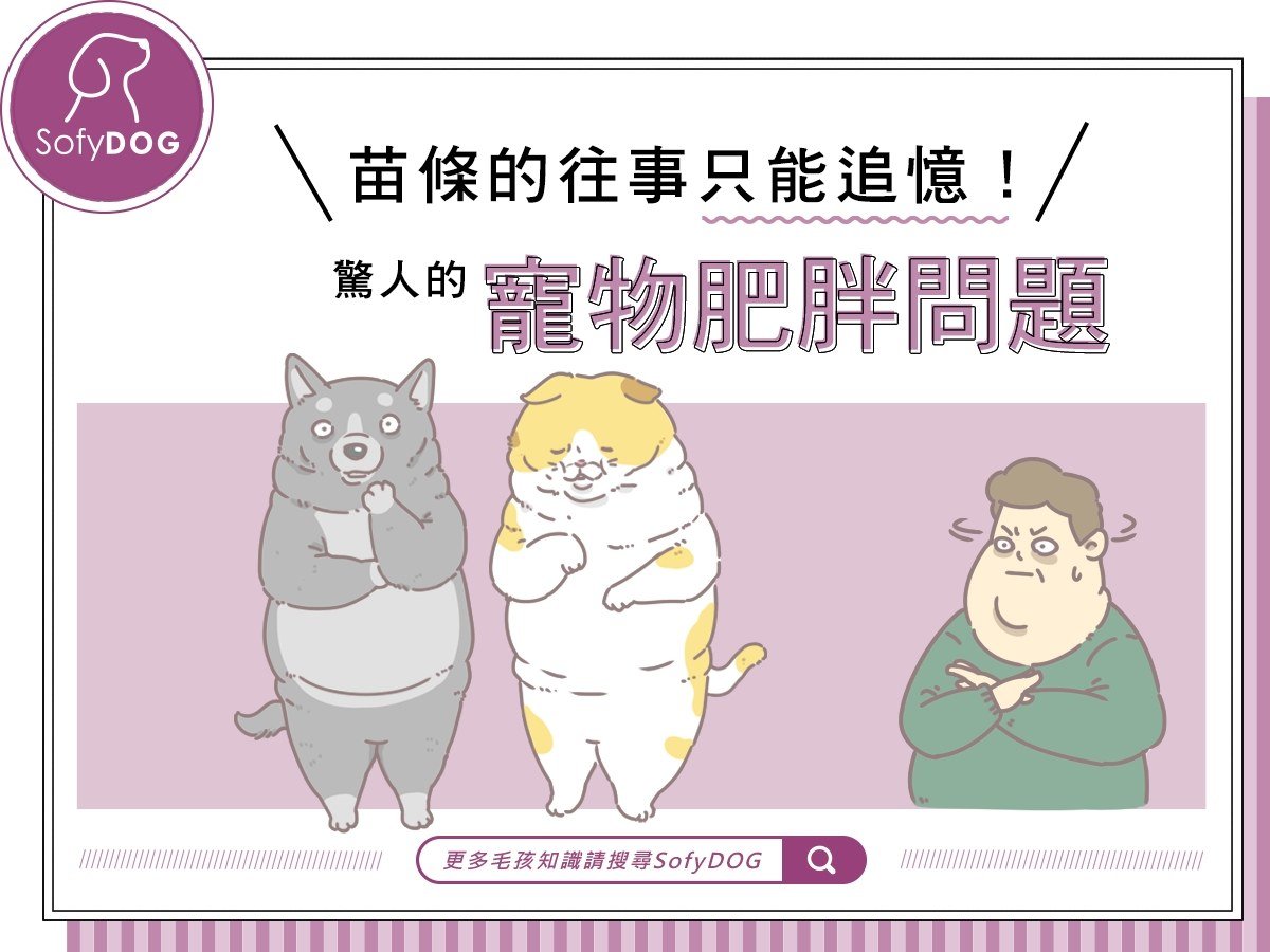 苗條的往事只能追憶！驚人的寵物肥胖問題