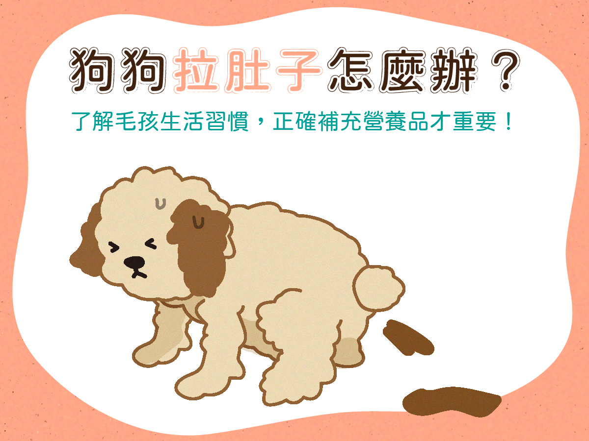 狗狗拉肚子怎麼辦?了解毛孩生活習慣,正確補充營養品才重要!