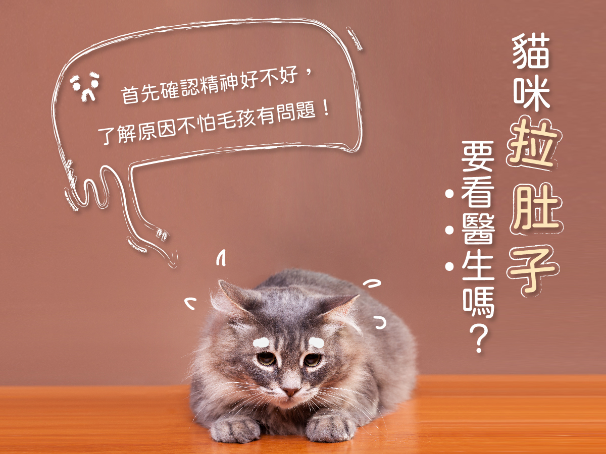 貓咪拉肚子要看醫生嗎?首先確認精神好不好
