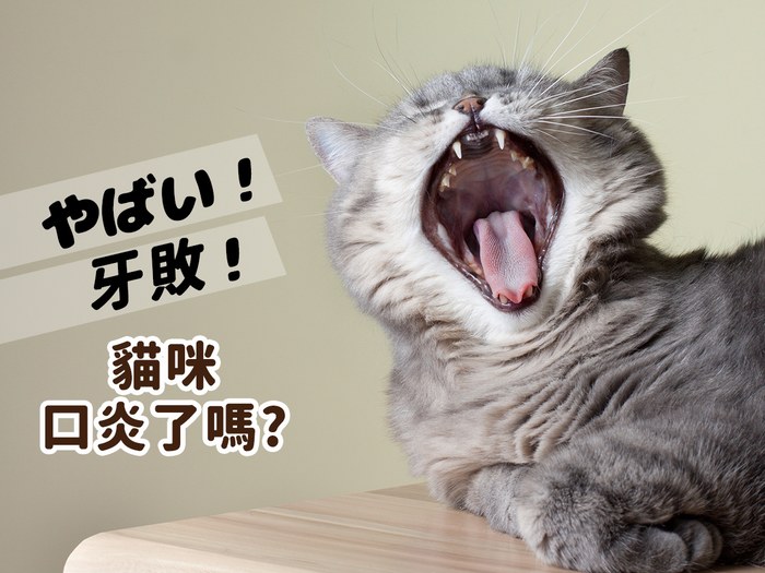 やばい！牙敗！貓咪口炎了嗎?