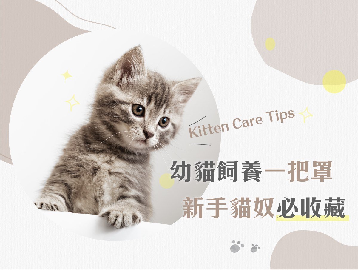 幼貓飼養一把罩 新手貓奴必收藏