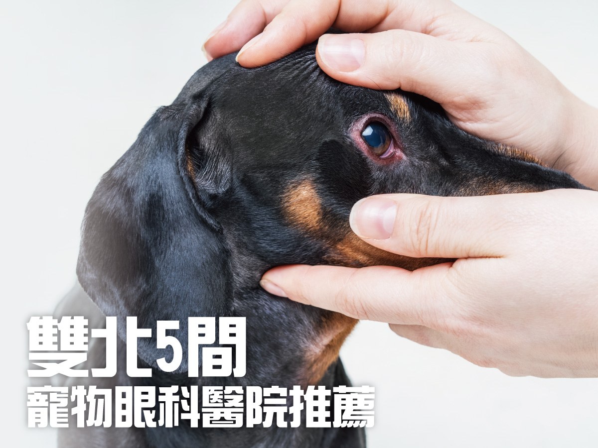 雙北5間寵物眼科動物醫院推薦