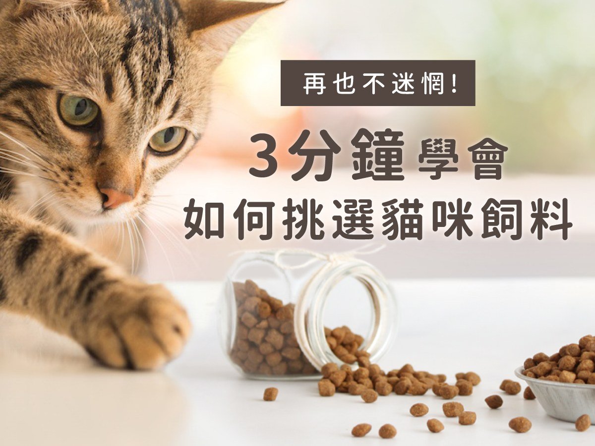 再也不迷惘！3分鐘學會如何挑選貓咪飼料