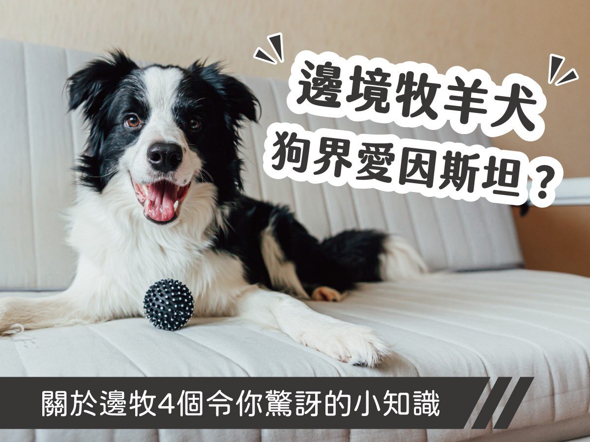 邊境牧羊犬：狗界愛因斯坦？關於邊牧4個令你驚訝的小知識