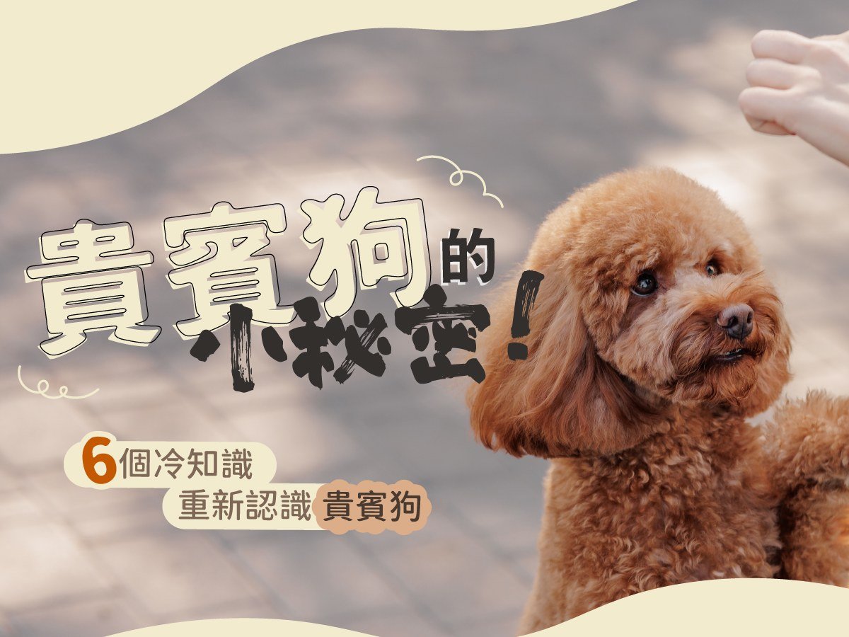 6 個冷知識！帶你重新認識貴賓狗！