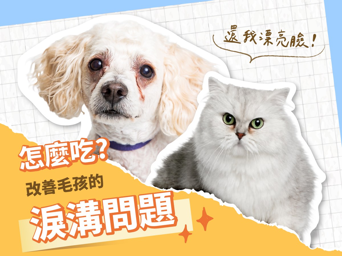還我漂亮臉！犬貓淚溝改善全攻略：飲食調理 4 大原則與護眼成分挑選