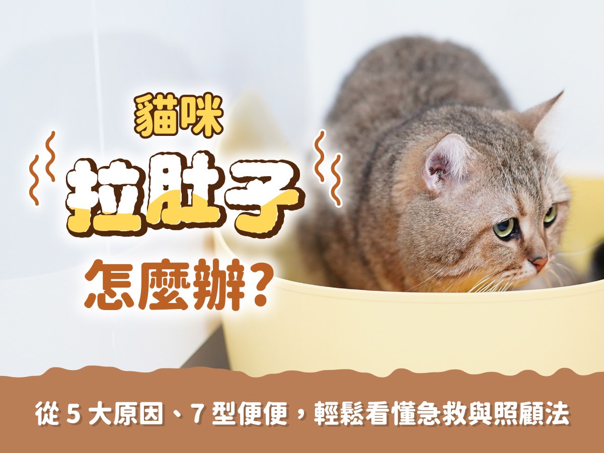 貓咪拉肚子怎麼辦？從 5 大原因、7 型便便輕鬆看懂急救與照顧法