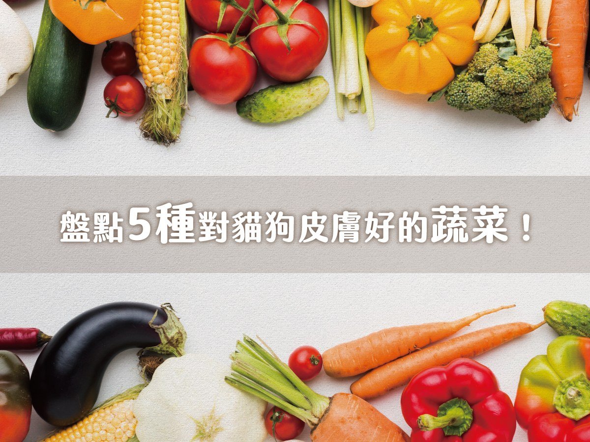 盤點5種對貓狗皮膚好的蔬菜！