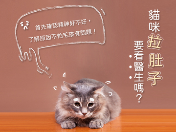 貓咪拉肚子要看醫生嗎？首先確認精神好不好