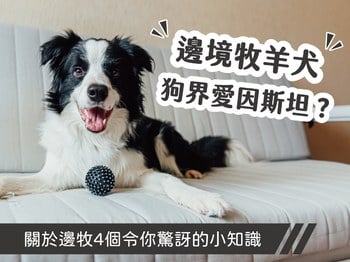 邊境牧羊犬：狗界愛因斯坦？關於邊牧4個令你驚訝的小知識