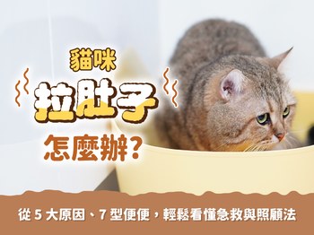 貓咪拉肚子怎麼辦？從 5 大原因、7 型便便輕鬆看懂急救與照顧法