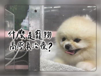 什麼是寵物高壓氧治療？