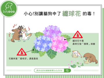 小心！別讓貓狗中了繡球花的毒！