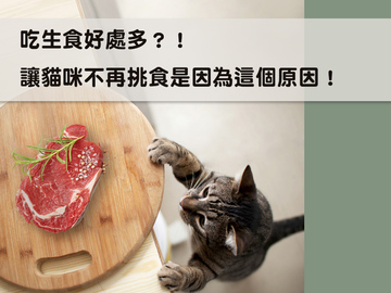 貓吃生食好處多？！讓貓咪不再挑食是因為這個原因！