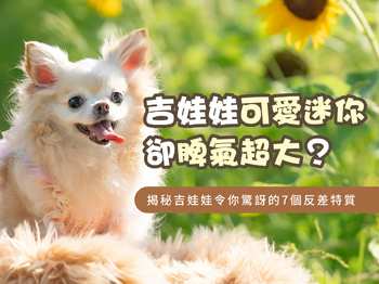 吉娃娃-可愛迷你卻脾氣超大？揭秘吉娃娃令你驚訝的7個反差特質