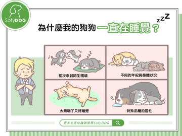 為什麼我的狗狗一直在睡覺？