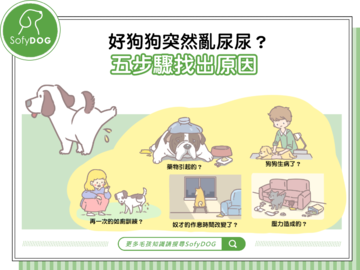 好狗狗突然亂尿尿？五步驟找出原因