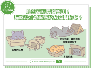 比所有玩具都管用！貓咪為什麼執著於紙箱與紙板？