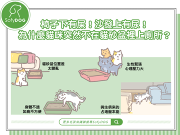 椅子下有屎！沙發上有尿！為什麼貓咪突然不在貓砂盆裡上廁所？