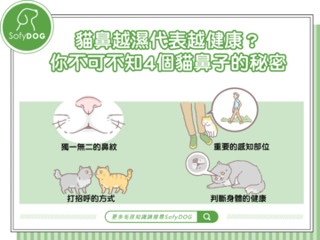 貓鼻越濕代表越健康？你不可不知4個貓鼻子的秘密