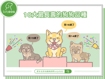 10大最長壽的狗狗品種
