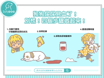 狗狗尿尿見血了！別慌！四個步驟做起來！