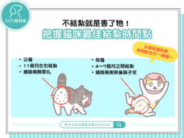 不結紮就是害了牠！把握貓咪最佳結紮時間點