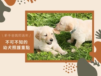 新手爸媽看過來！不可不知的幼犬照護重點