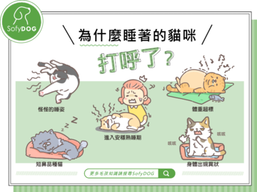 為什麼睡著的貓咪打呼了？