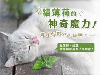 貓薄荷的神奇魔力！功能與使用方法解密，貓咪也要Chill嗨嗨！